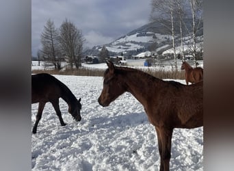 Arabian horses, Mare, 1 year, 15 hh, Bay-Dark