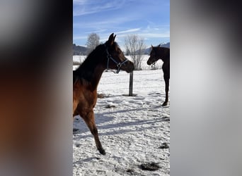 Arabian horses, Mare, 1 year, 15 hh, Bay-Dark