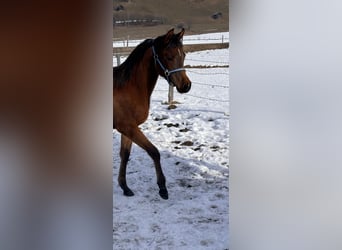 Arabian horses, Mare, 1 year, 15 hh, Bay-Dark