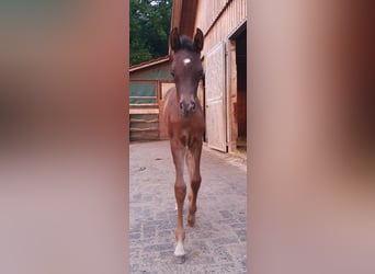 Arabian horses, Mare, 1 year, 15 hh, Black