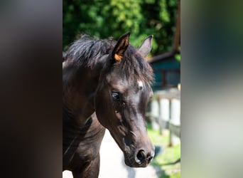 Arabian horses, Mare, 1 year, 15 hh, Black