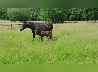 Arabian horses, Mare, 1 year, 15 hh, Black