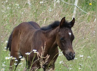 Arabian horses, Mare, 1 year, 15 hh, Black