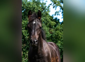 Arabian horses, Mare, 1 year, 15 hh, Black