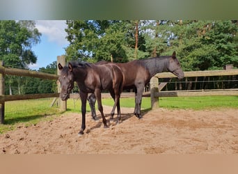 Arabian horses, Mare, 1 year, 15 hh, Black