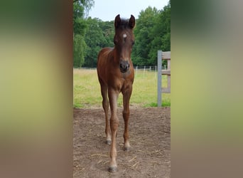 Arabian horses, Mare, 1 year, 15 hh, Black