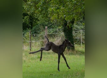 Arabian horses, Mare, 1 year, 15 hh, Black