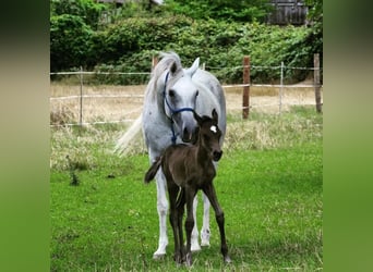 Arabian horses, Mare, 1 year, 15 hh, Black