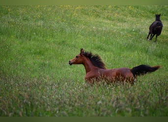Arabian horses, Mare, 1 year, 15 hh, Brown