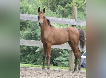 Arabian horses, Mare, 1 year, 15 hh, Brown