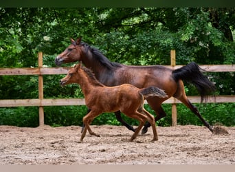 Arabian horses, Mare, 1 year, 15 hh, Brown