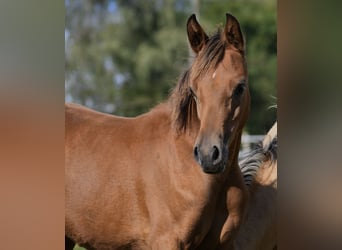 Arabian horses, Mare, 1 year, 15 hh, Brown