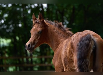 Arabian horses, Mare, 1 year, 15 hh, Brown