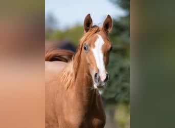 Arabian horses, Mare, 1 year, 15 hh, Chestnut-Red