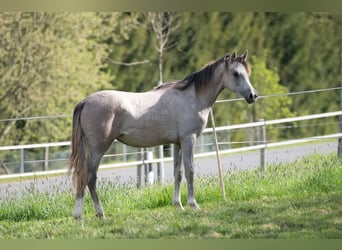 Arabian horses, Mare, 1 year, 15 hh, Grey