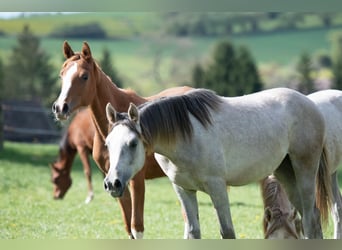 Arabian horses, Mare, 1 year, 15 hh, Grey