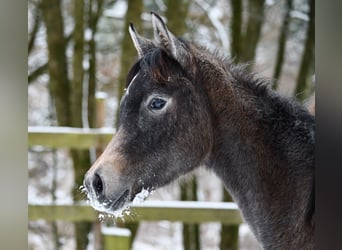 Arabian horses, Mare, 1 year, 15 hh, Grey