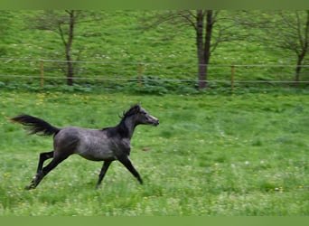 Arabian horses, Mare, 1 year, 15 hh, Grey