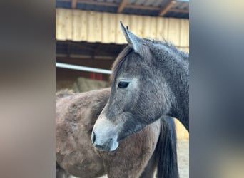 Arabian horses, Mare, 1 year, 15 hh, Grey