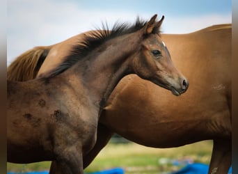 Arabian horses, Mare, 1 year, 15 hh