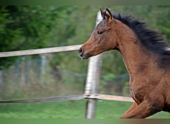 Arabian horses, Mare, 1 year, 15,1 hh, Bay