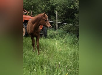 Arabian horses, Mare, 1 year, 15,1 hh, Chestnut-Red