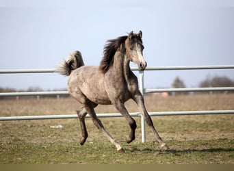 Arabian horses, Mare, 1 year, 15,1 hh, Grey