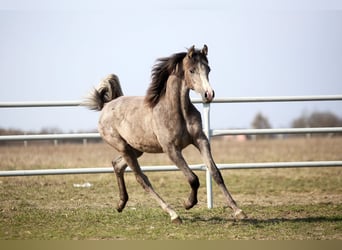 Arabian horses, Mare, 1 year, 15,1 hh, Grey