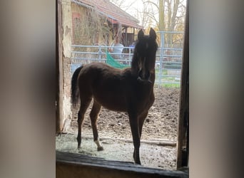 Arabian horses, Mare, 1 year, 15,2 hh, Brown