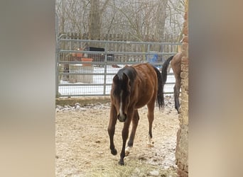 Arabian horses, Mare, 1 year, 15,2 hh, Brown