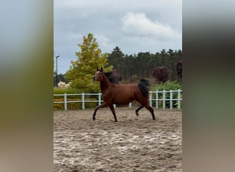 Arabian horses, Mare, 1 year, Bay