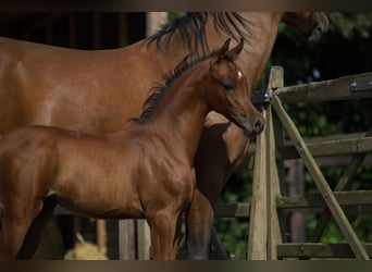 Arabian horses, Mare, 1 year, Bay-Dark