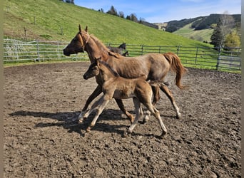 Arabian horses, Mare, 1 year, Black