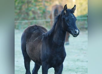 Arabian horses, Mare, 1 year, Black