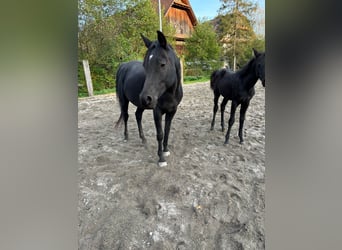 Arabian horses, Mare, 1 year, Black