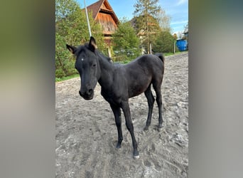 Arabian horses, Mare, 1 year, Black