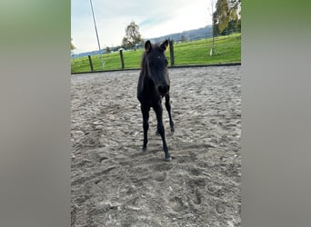 Arabian horses, Mare, 1 year, Black