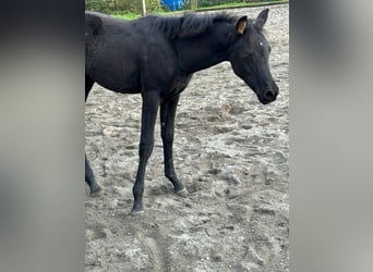 Arabian horses, Mare, 1 year, Black