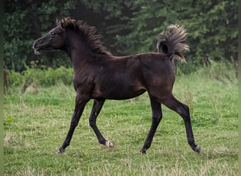 Arabian horses, Mare, 1 year, Black