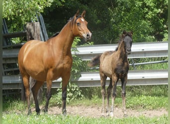 Arabian horses, Mare, 1 year, Black