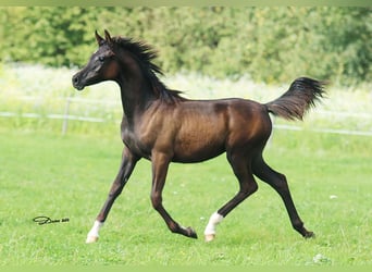 Arabian horses, Mare, 1 year, Black