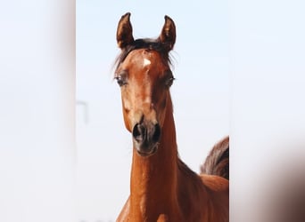 Arabian horses, Mare, 1 year, Brown