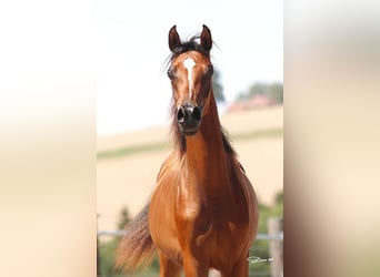 Arabian horses, Mare, 1 year, Brown