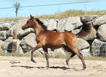 Arabian horses, Mare, 1 year, Brown