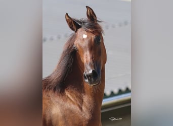 Arabian horses, Mare, 1 year, Brown