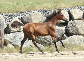 Arabian horses, Mare, 1 year, Brown