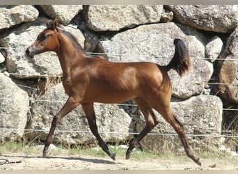 Arabian horses, Mare, 1 year, Brown