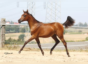 Arabian horses, Mare, 1 year, Brown