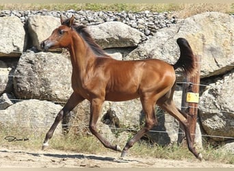 Arabian horses, Mare, 1 year, Brown