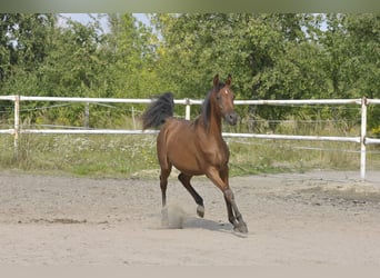 Arabian horses, Mare, 1 year, Brown